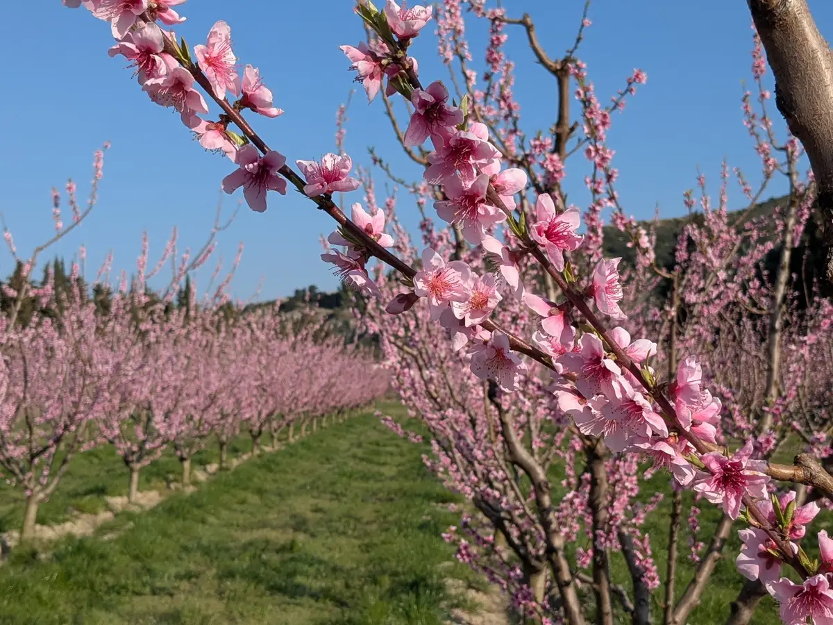Peach orchards in blossom at the foot of the Montagnette, near Boulbon