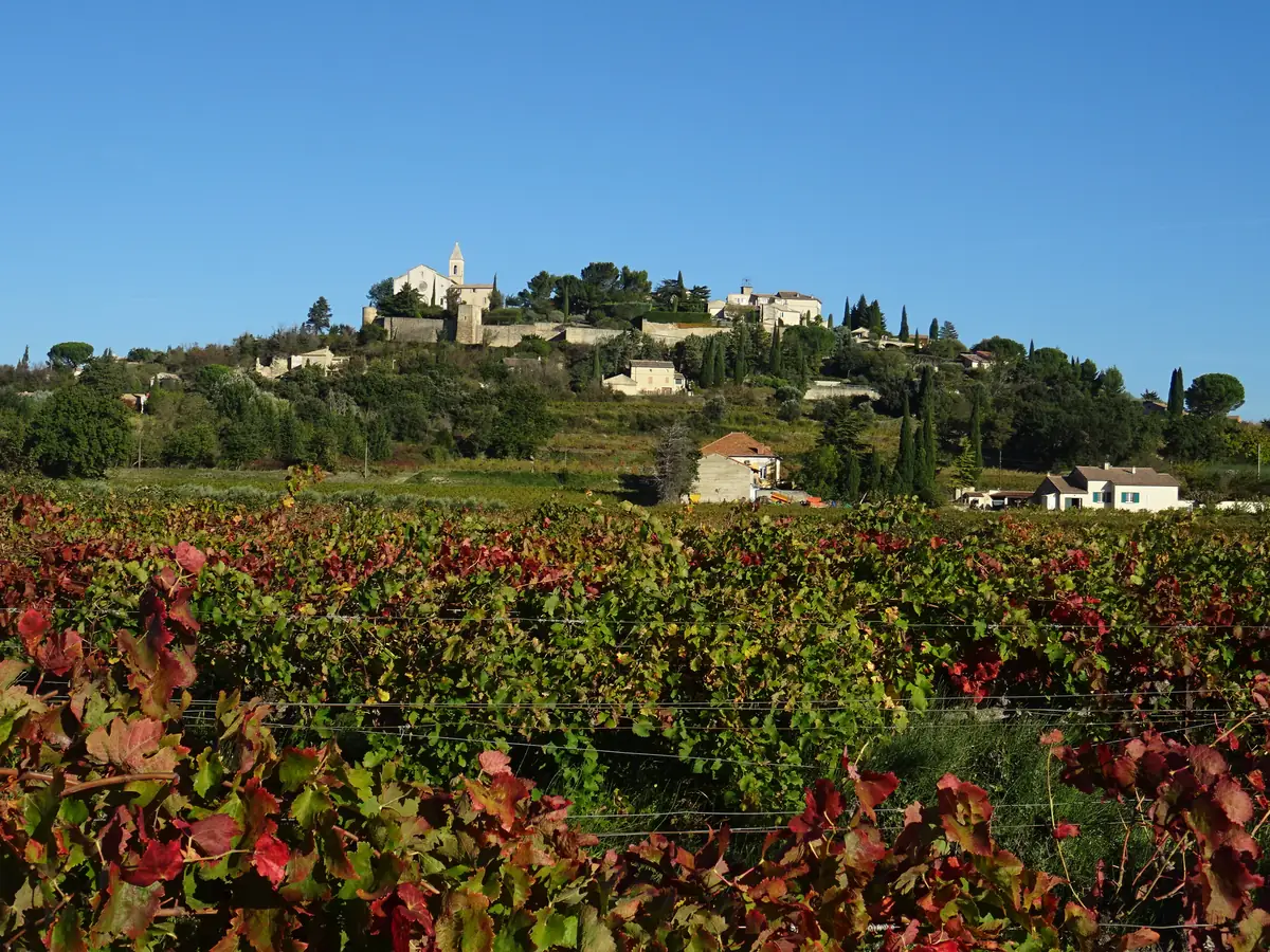 Rote und grüne Weinblätter im Herbst, dahinter das alte Dorf Cairanne auf dem Hügel
