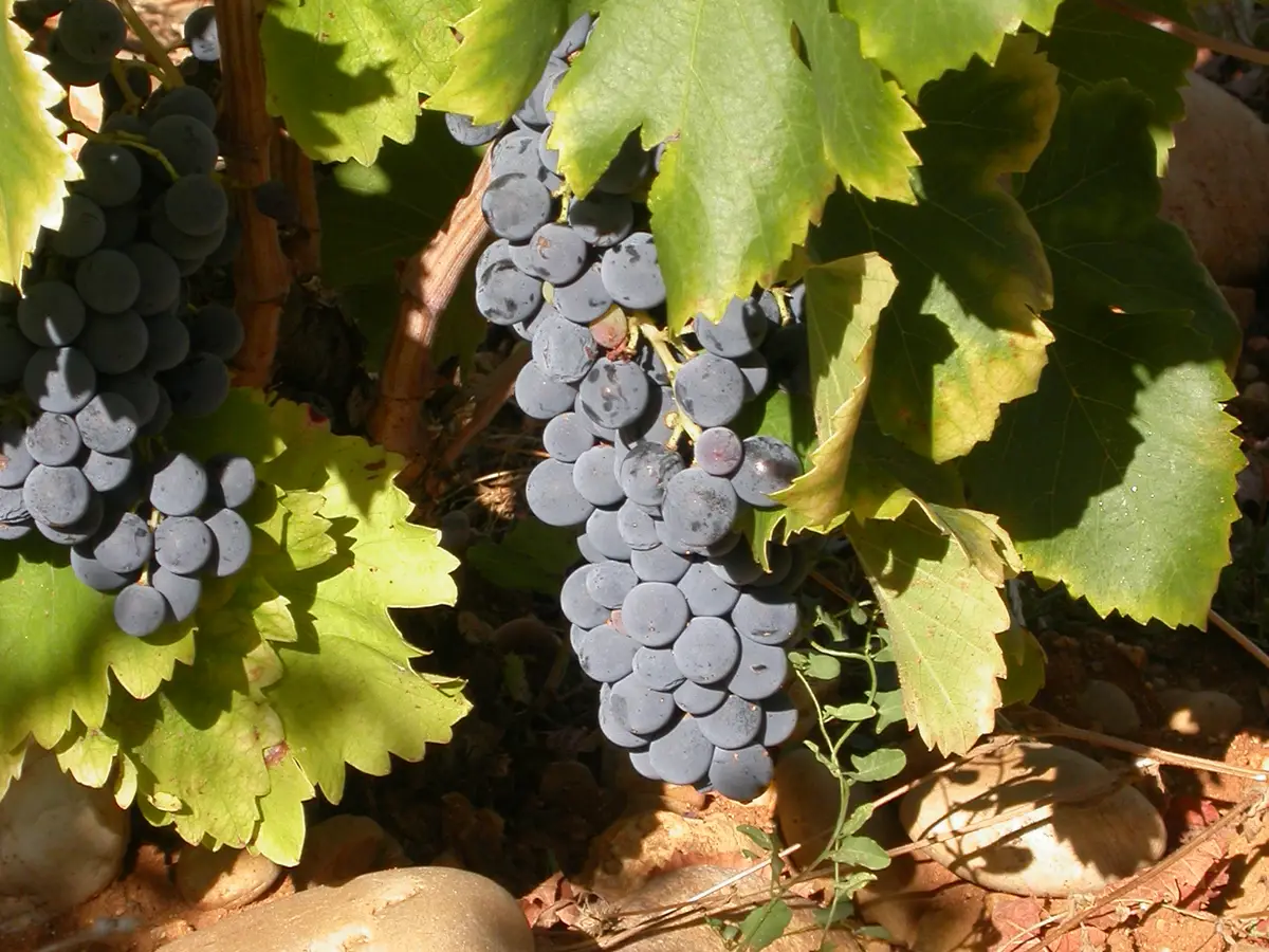 Dunkle Trauben unter Weinblättern über einem Kieselboden in Châteauneuf-du-Pape
