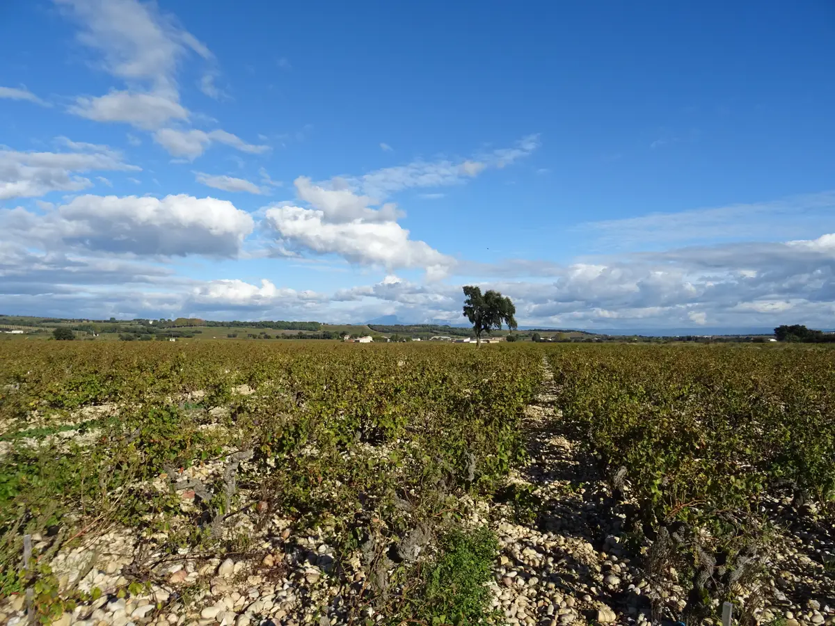 Rebzeilen auf einem Plateau von Châteauneuf-du-Pape unter bewölktem Himmel