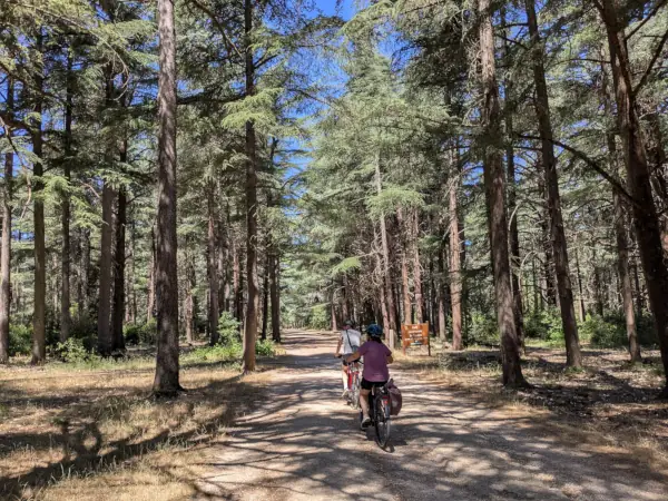 Forêt des Cèdres sur la crête du Luberon