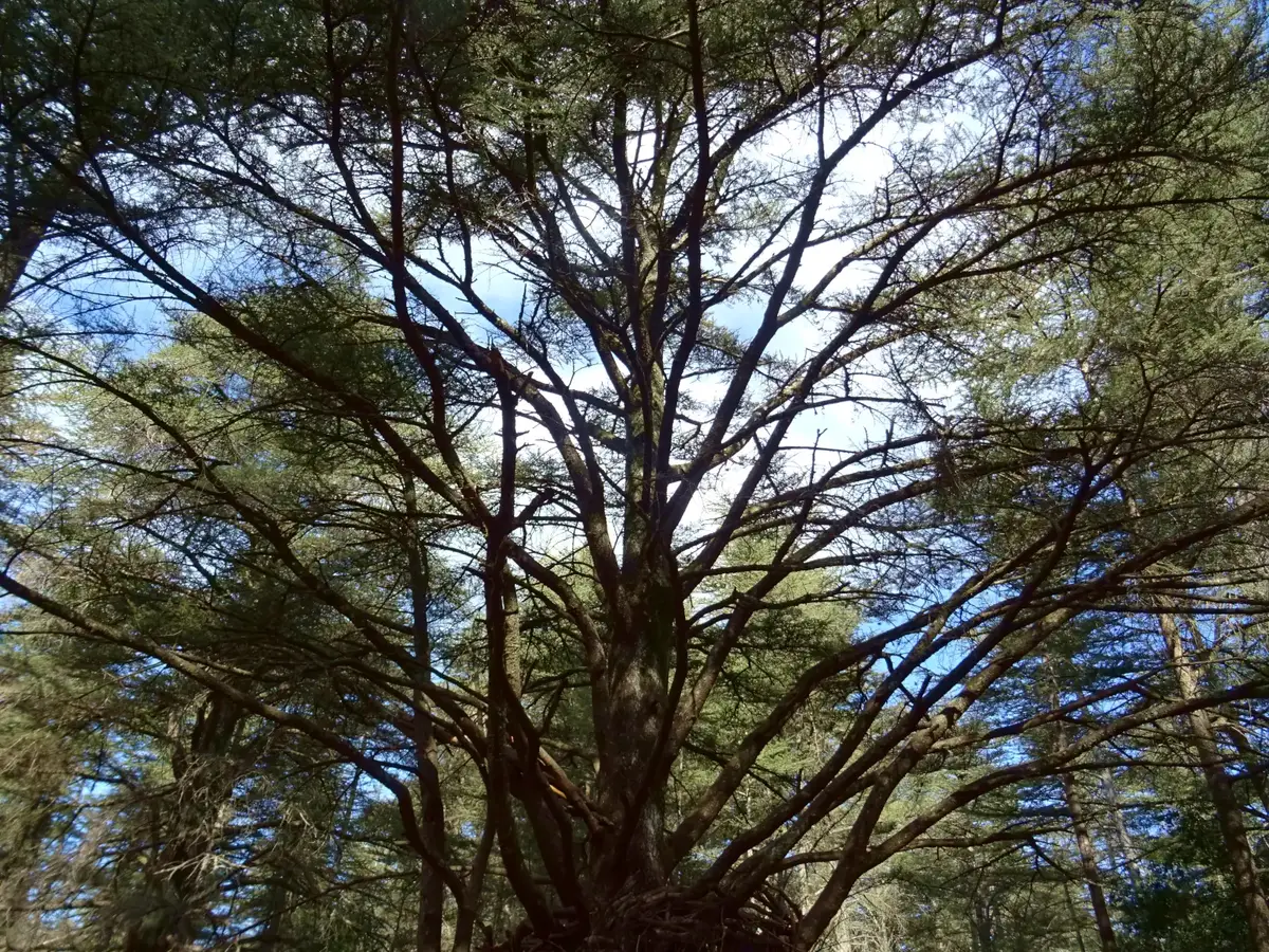 Branches d’un ancien cèdre vues depuis le pied de l’arbre