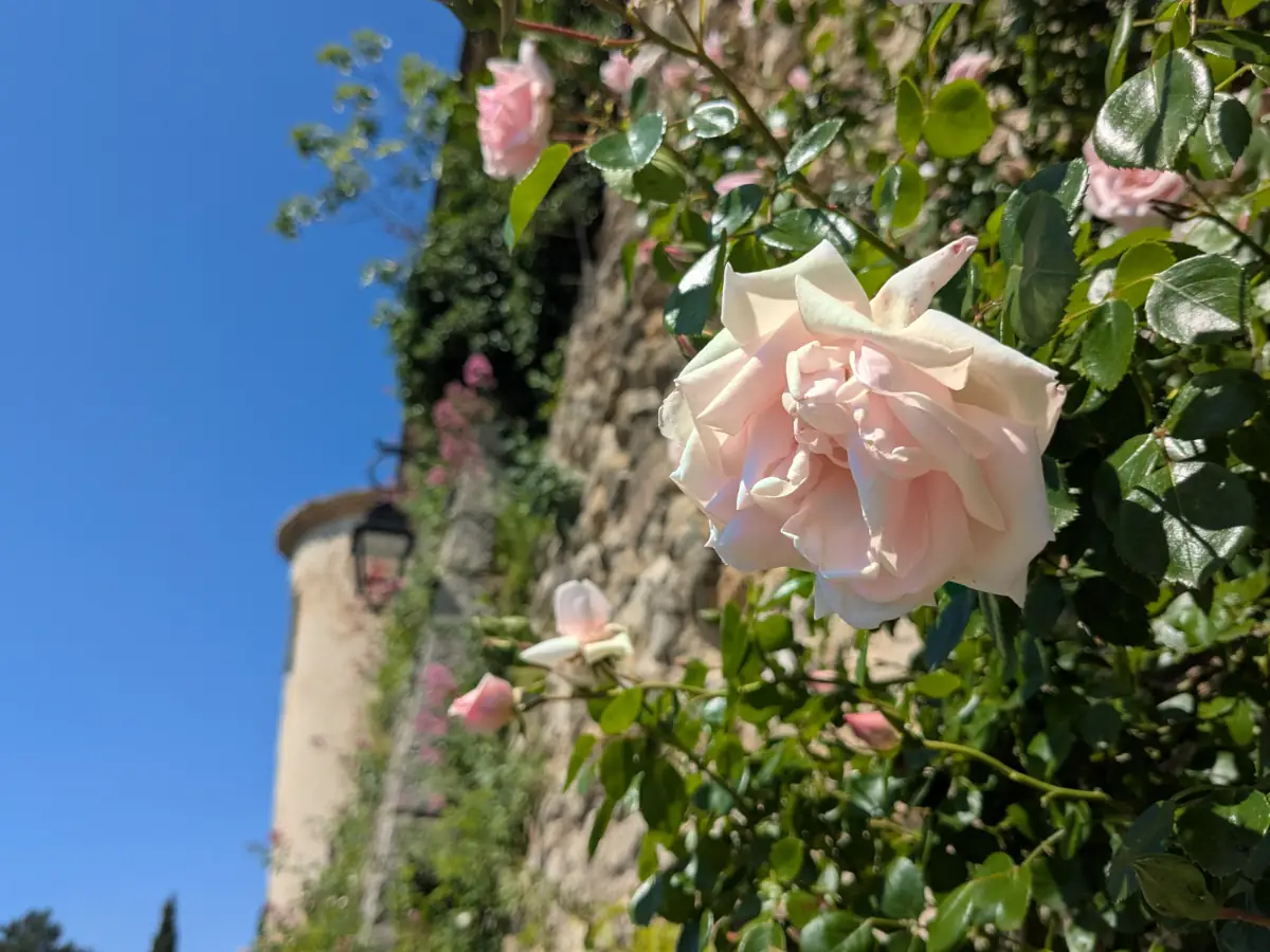 Grignan en Roses © VF