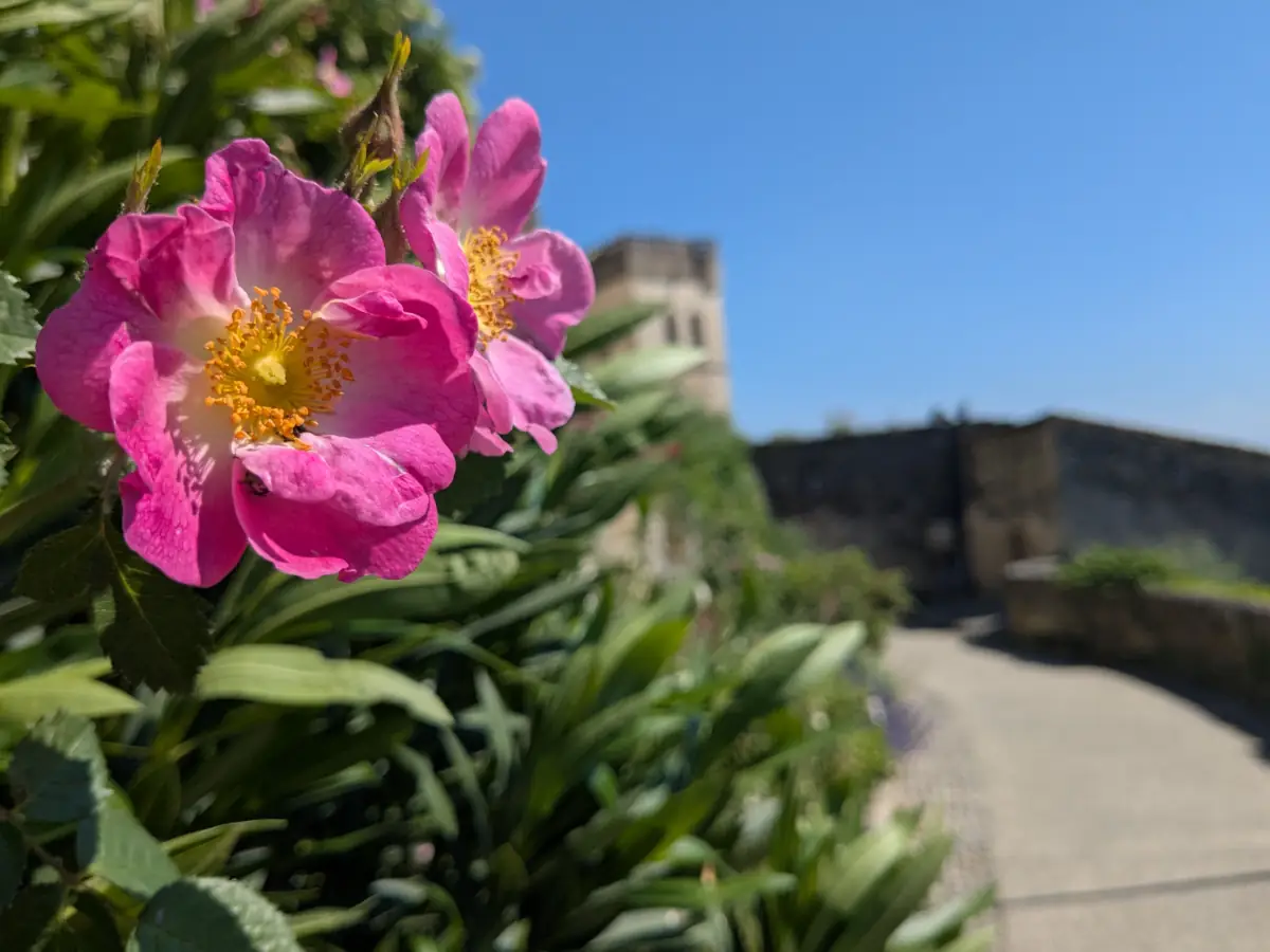 Grignan en Roses © VF