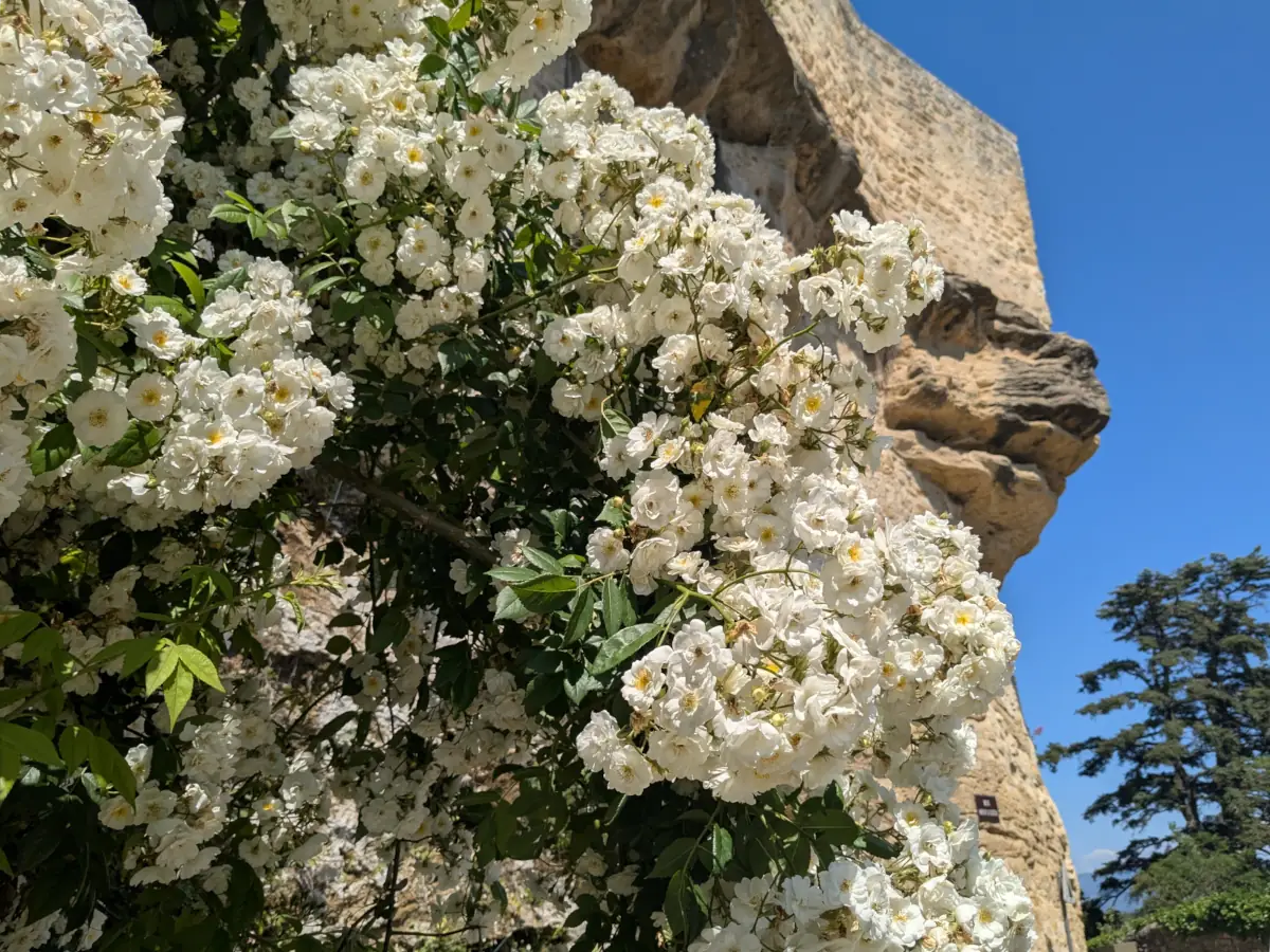 Grignan en Roses © VF