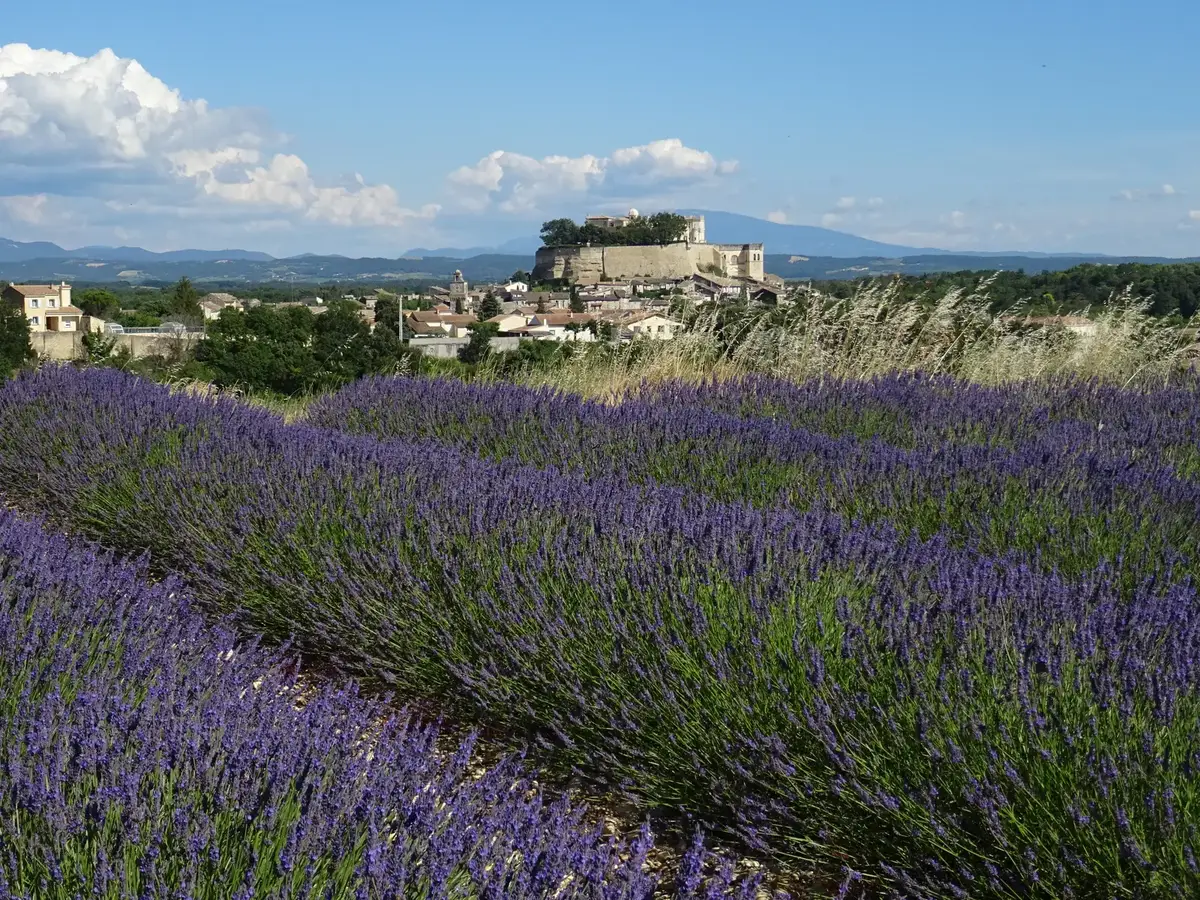 Grignan on its rock, seen from a flowering lavender field