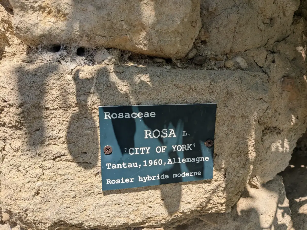 Identification plaque for a rose fixed into a stone wall in Grignan