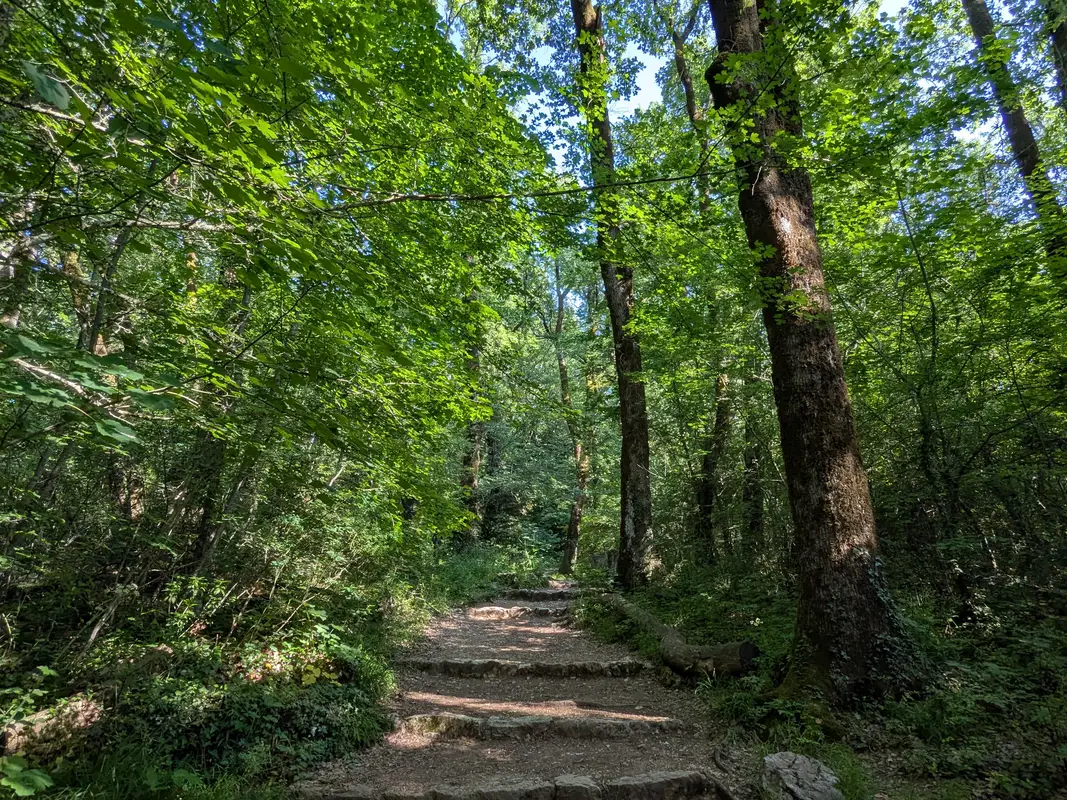 La Forêt sacrée de la Sainte-Baume © VF