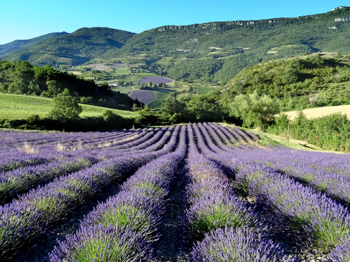 Champ de lavande dans les Baronnies provençales