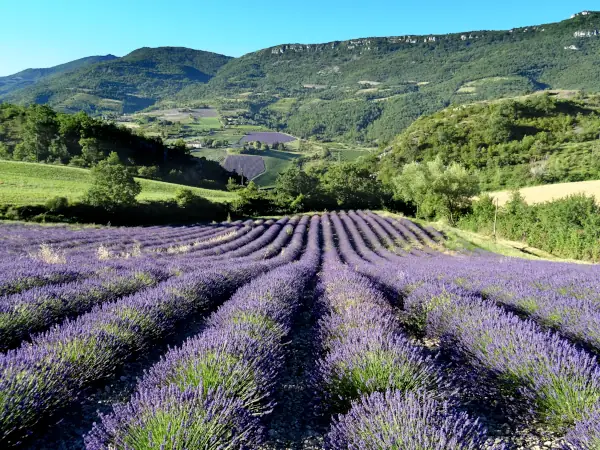 Les lavandes des Baronnies provençales