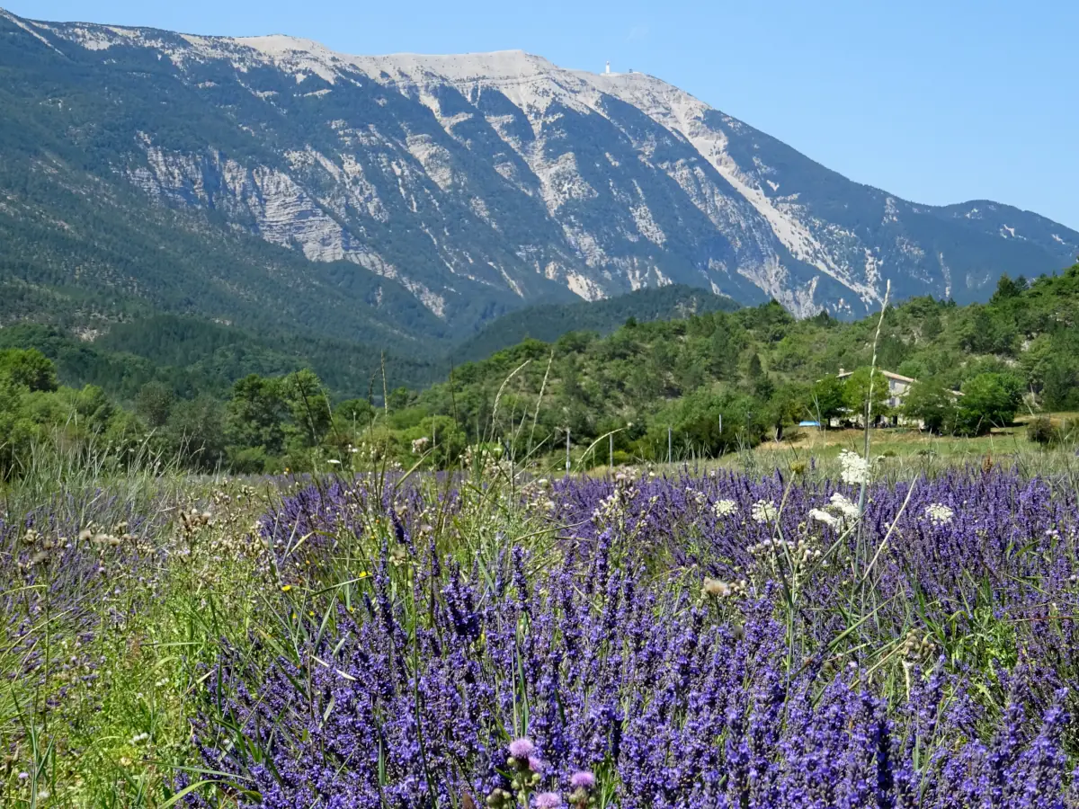 Lavandes et reliefs des Baronnies provençales
