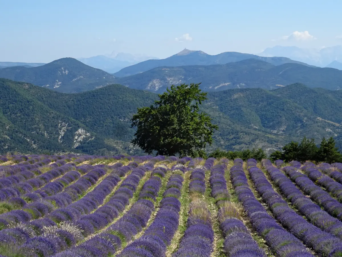 Rangs de lavande dans un paysage préalpin des Baronnies