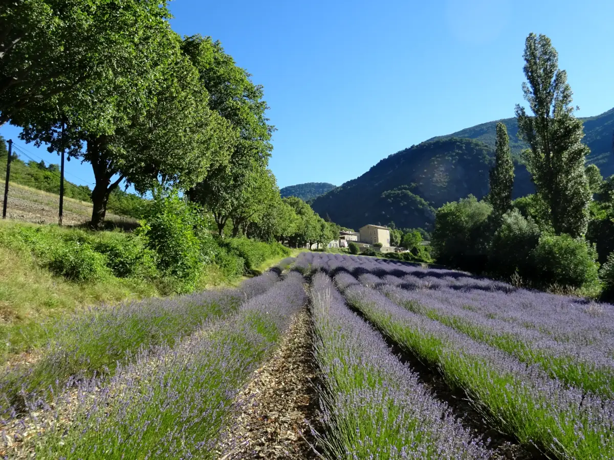 Route de découverte des lavandes dans les Baronnies