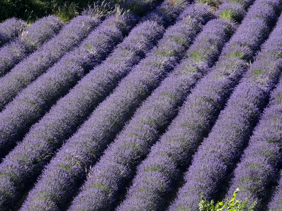 Lavandes en fleurs dans les Baronnies provençales