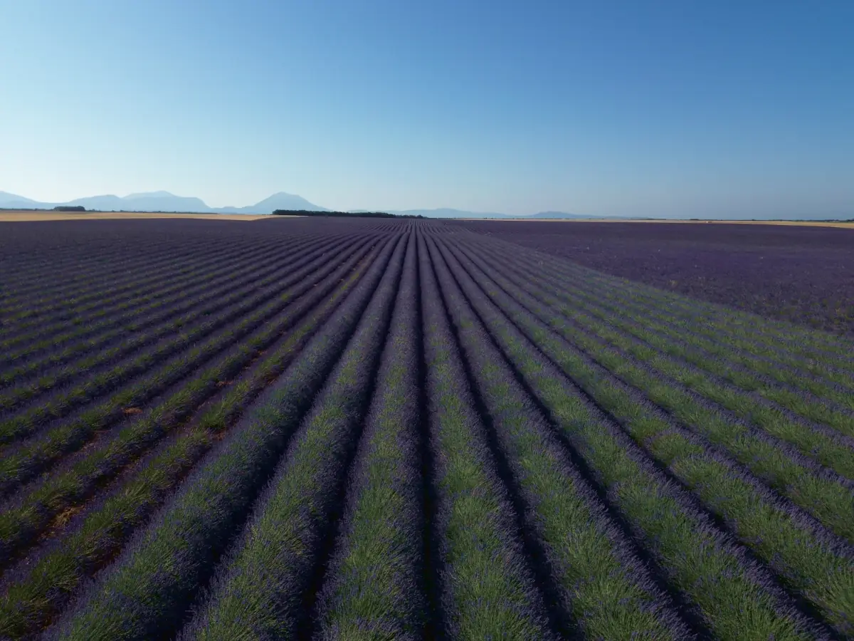 Lavendelreihen auf dem Plateau von Valensole