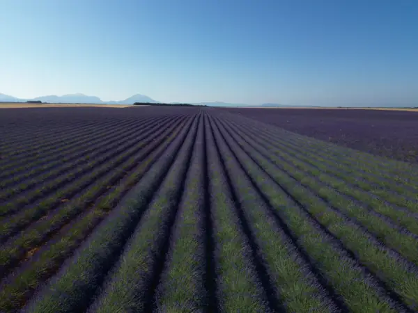 Les lavandes du plateau de Valensole