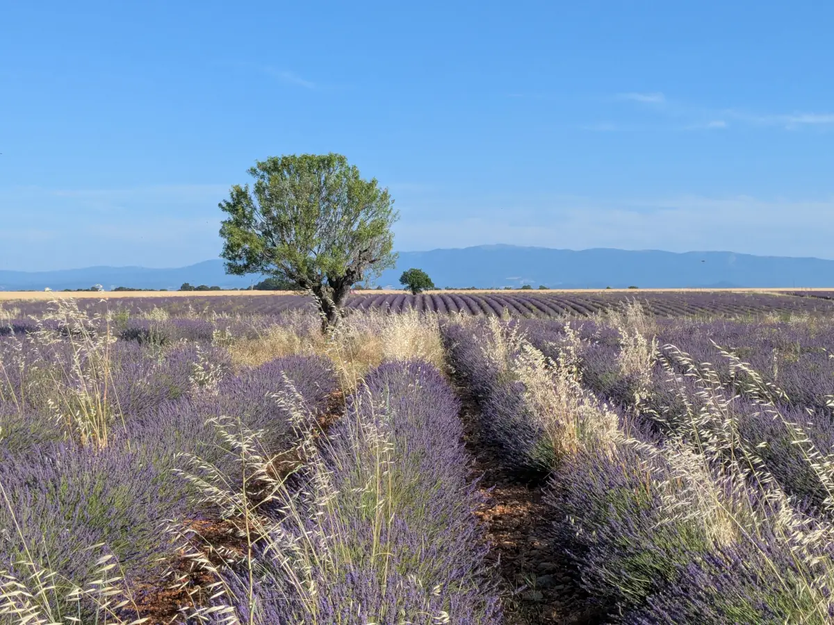 Lavendelfeld und Horizont auf dem Plateau von Valensole