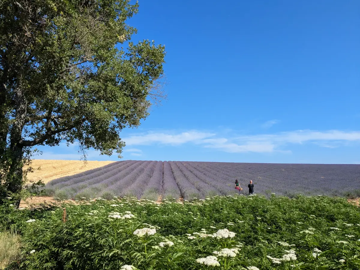 Straße und Lavendelfelder auf dem Plateau von Valensole