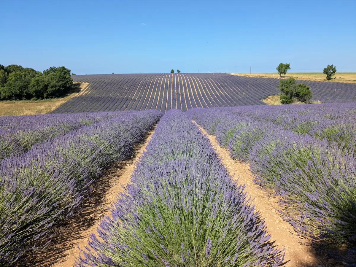 Sommerlicht auf den Lavendelfeldern des Plateaus von Valensole