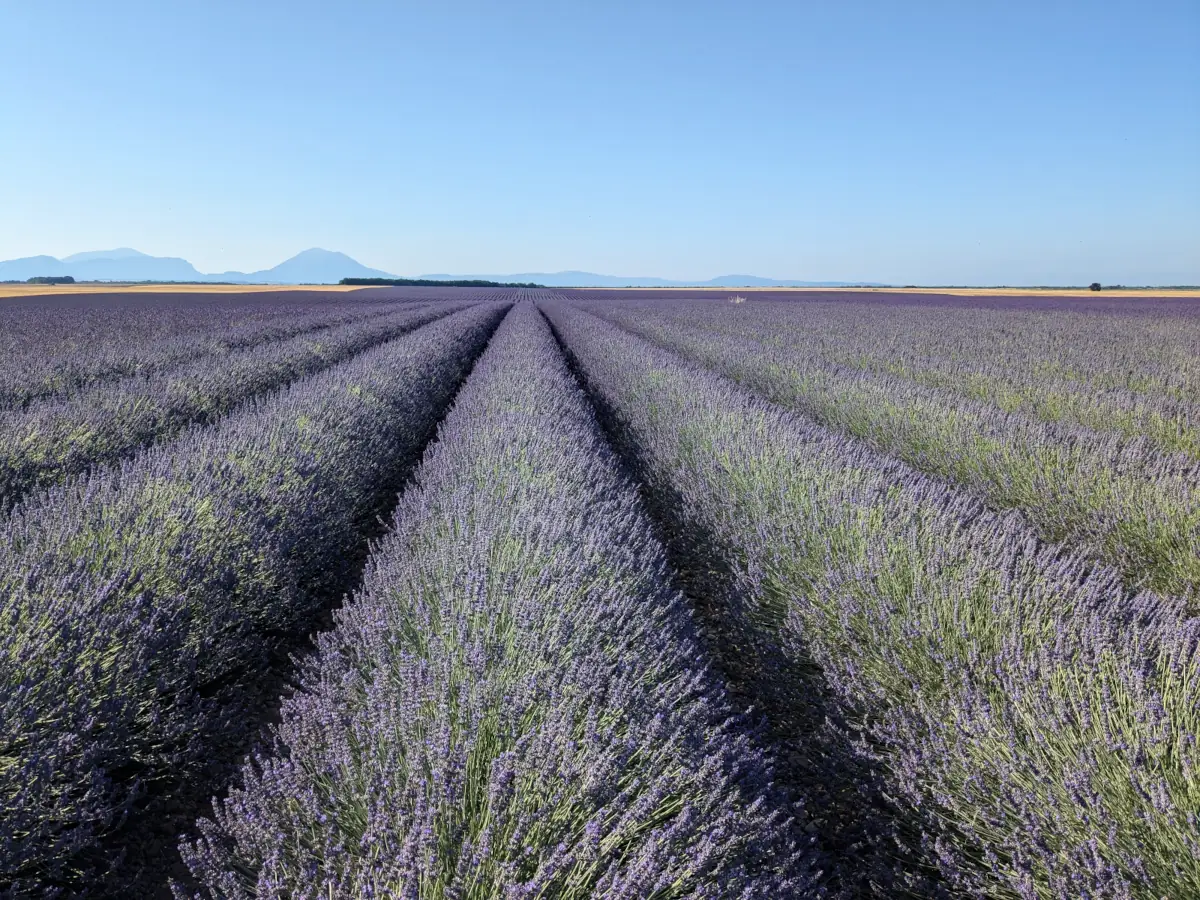 Lavendelfelder auf dem Plateau von Valensole in der Haute-Provence