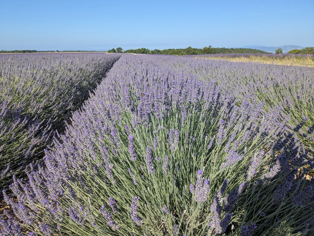 Spighe in fiore in primo piano in un campo di lavanda a Valensole