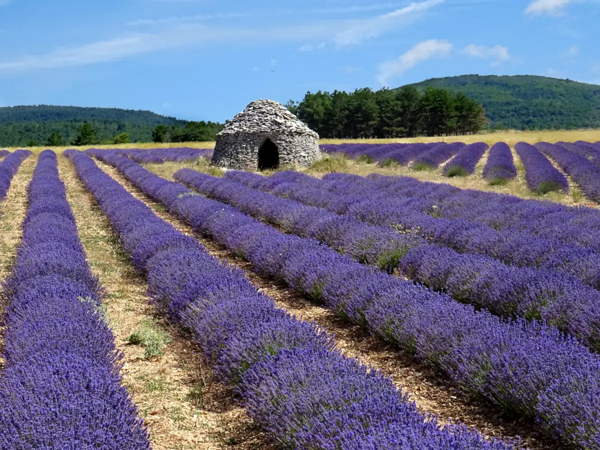 Borie in a lavender field on the Albion plateau