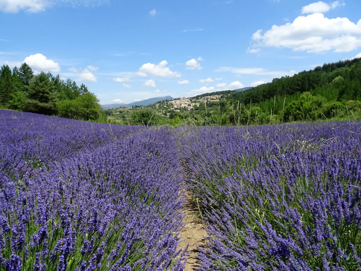 Lavender field near Aurel in the Sault area