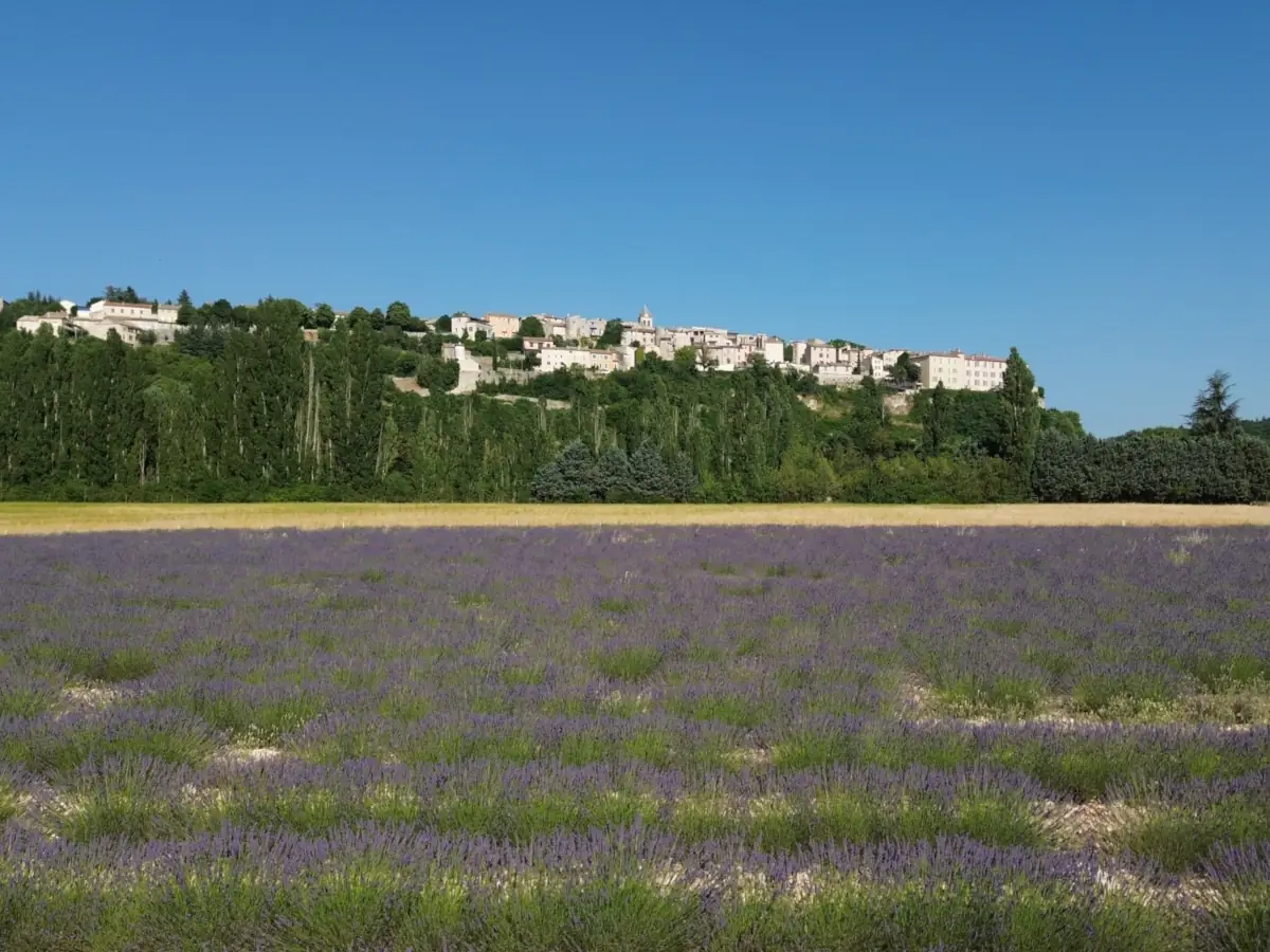 Sault above a lavender field