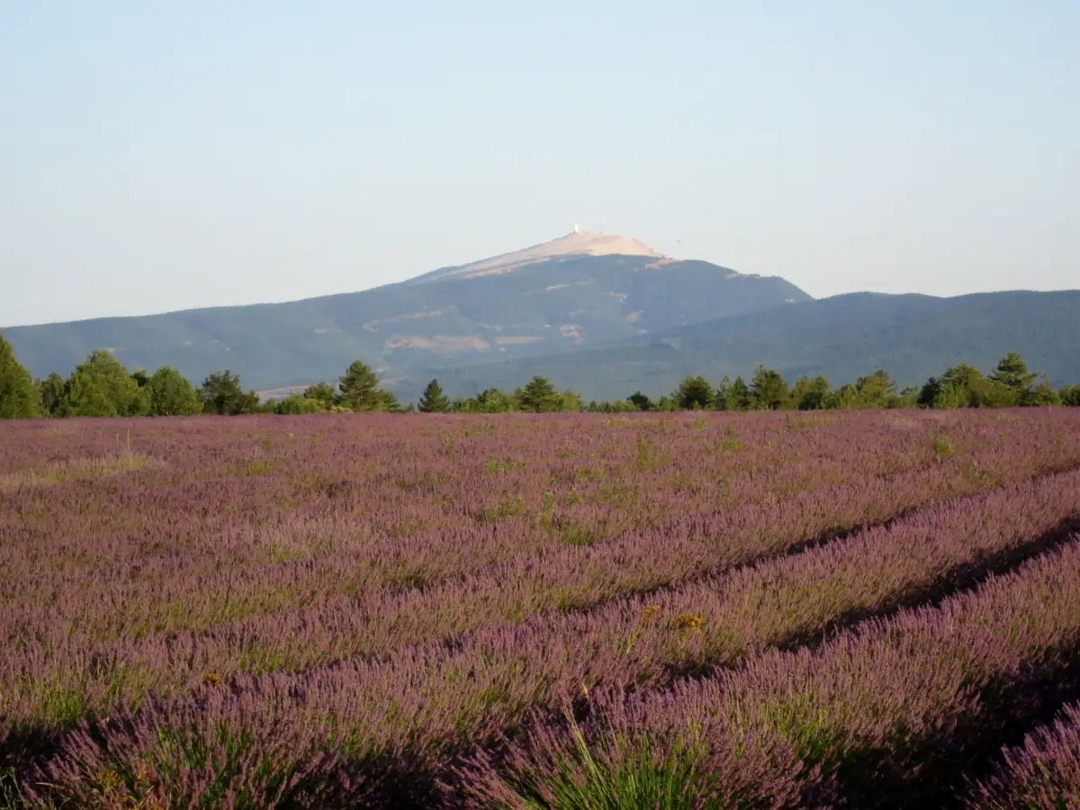 Lavender fields near Sault with Mont Ventoux on the horizon