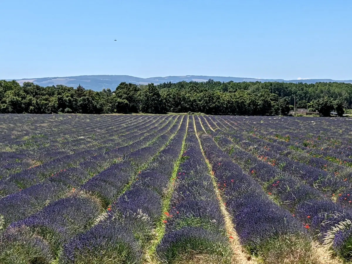 Rows of fine lavender on the high lands of the Albion plateau