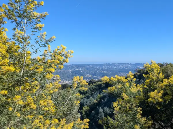 Les Mimosas du Tanneron