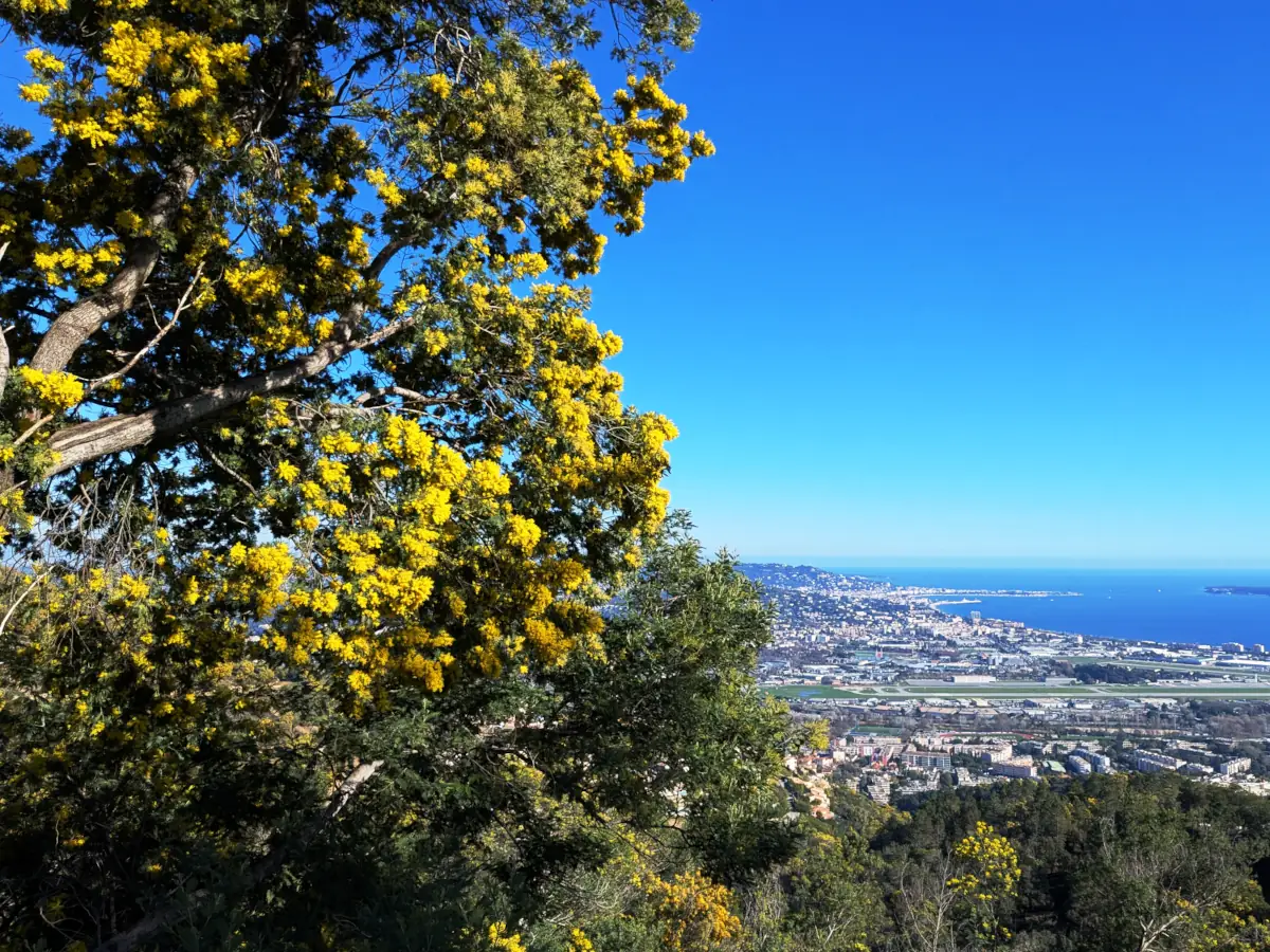 Mimosas au dessus de la baie de Cannes