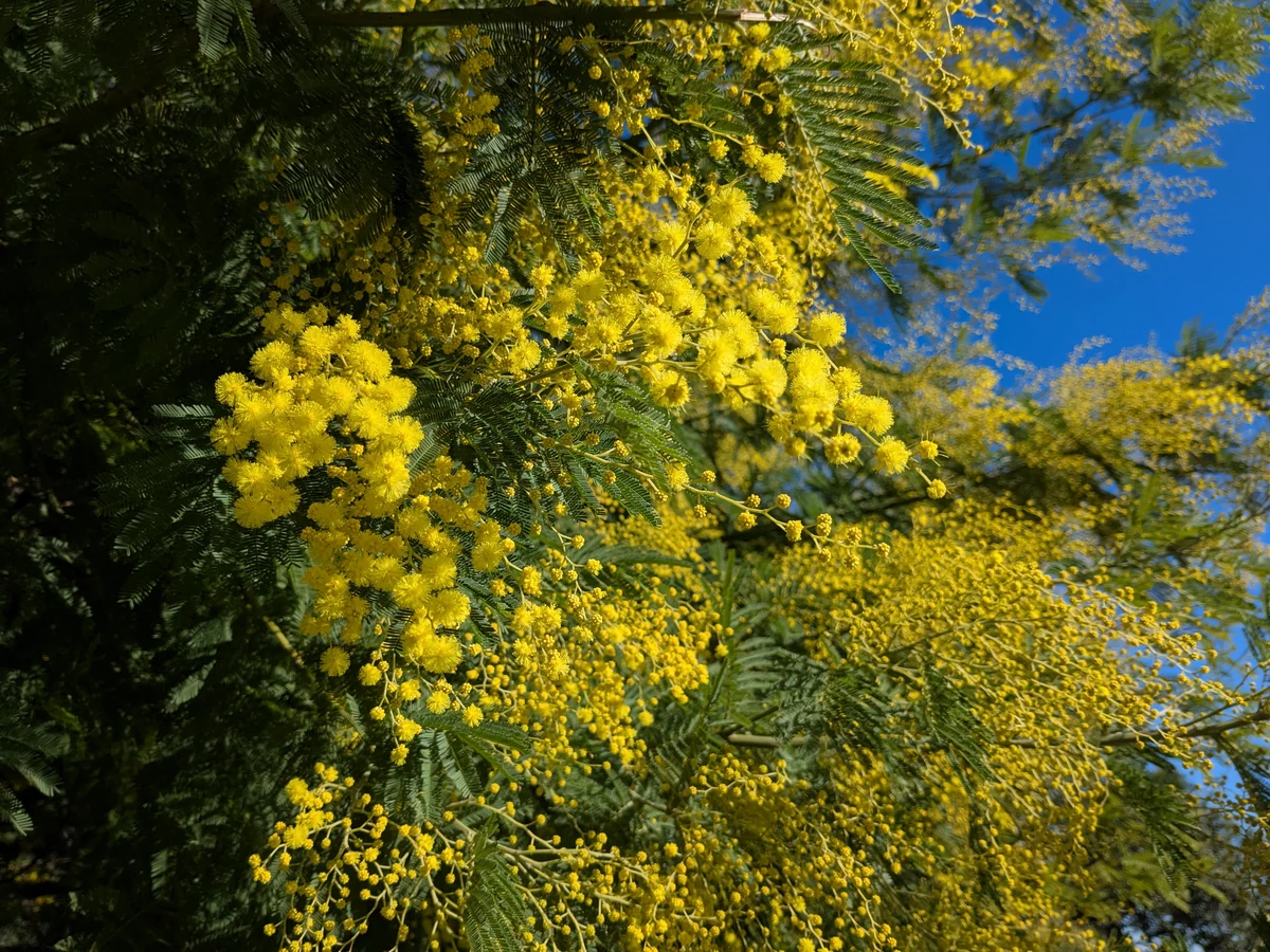 Close-up of yellow mimosa flowers and foliage in the Tanneron