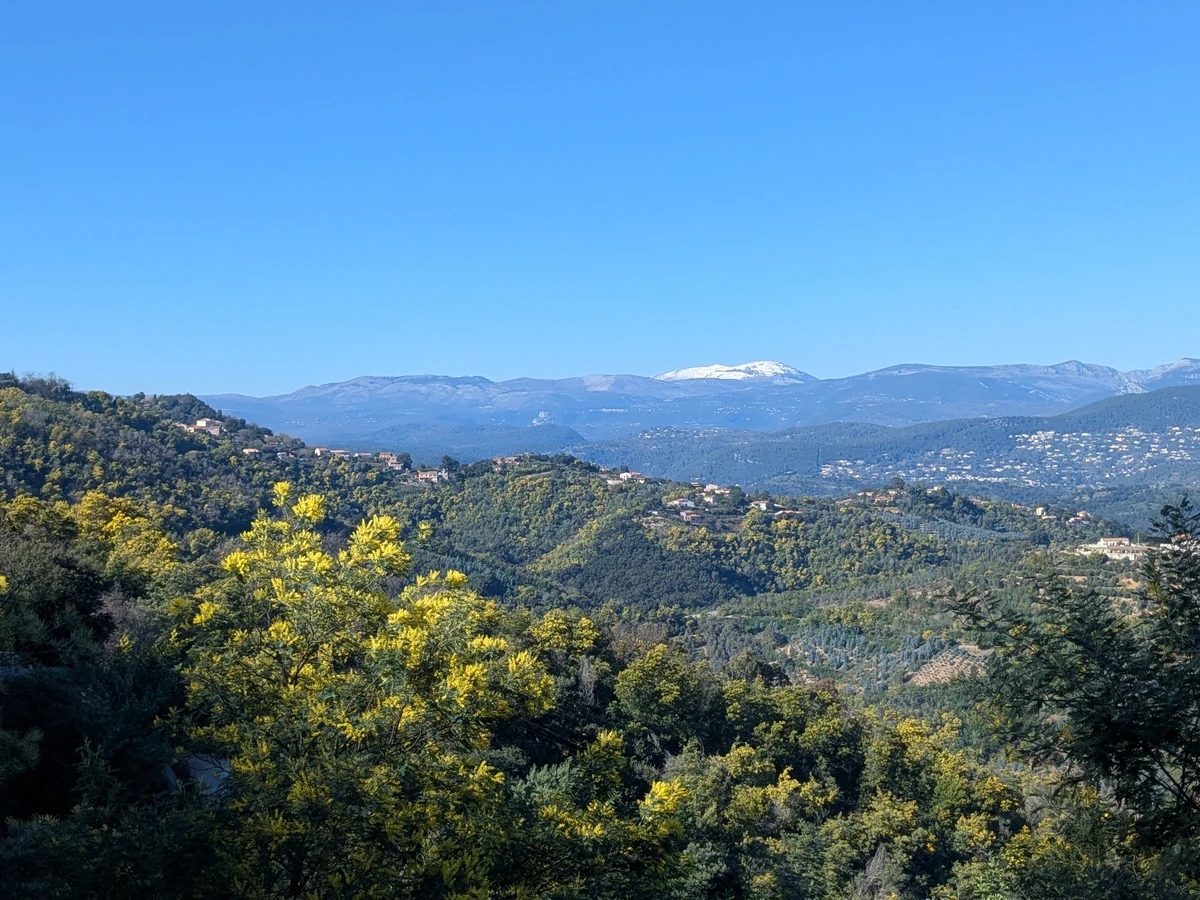 Tanneron hills dotted with mimosas and snow-covered mountains on the horizon