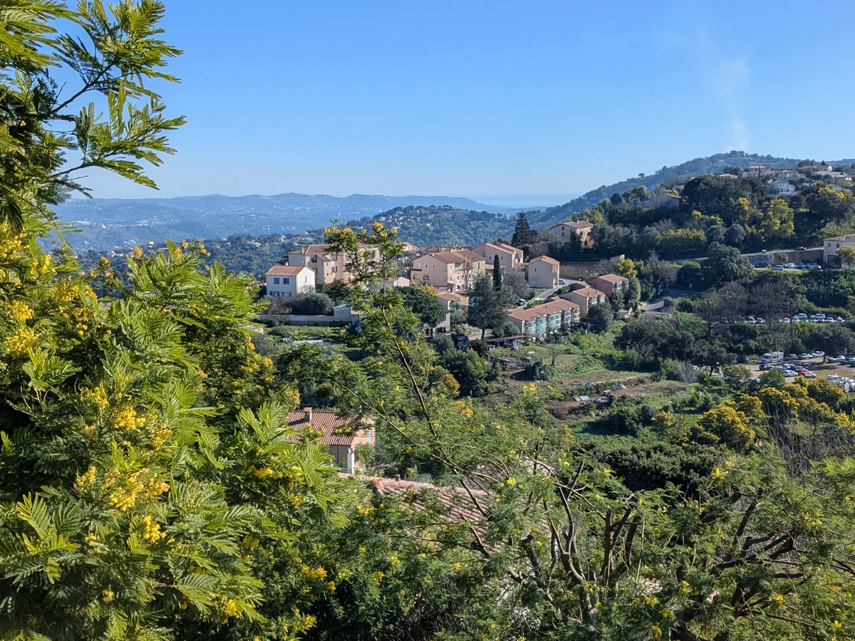 View of Tanneron village with flowering mimosas in the foreground