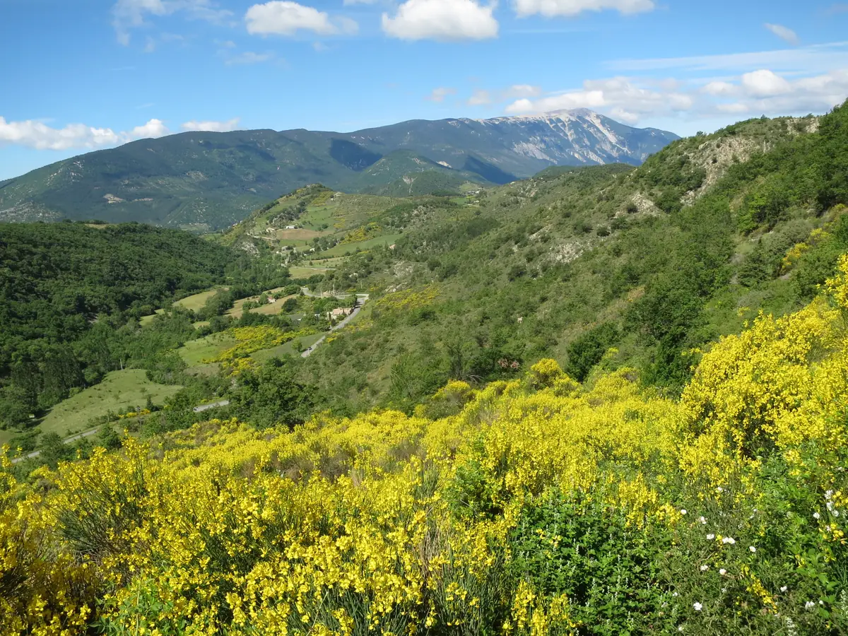 Genêts en fleurs au-dessus de la vallée de l’Anary, près de Montbrun-les-Bains, avec le mont Ventoux en arrière-plan
