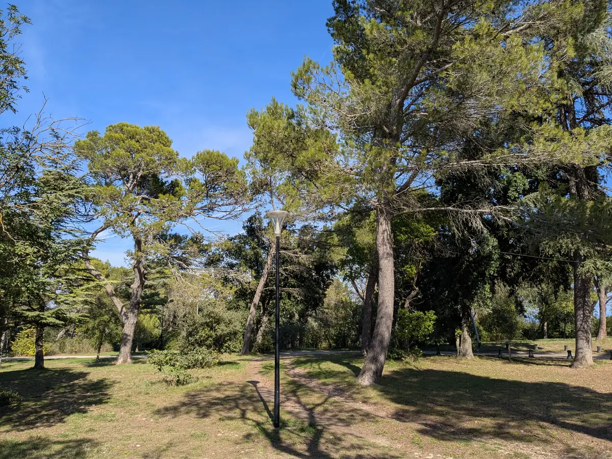 A path and tall pine trees in the Saint-Eutrope park in Orange