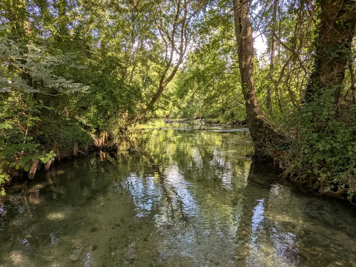 Die Sorgue unter Bäumen oberhalb des Partage des Eaux, zwischen flachen Ufern und Totholz
