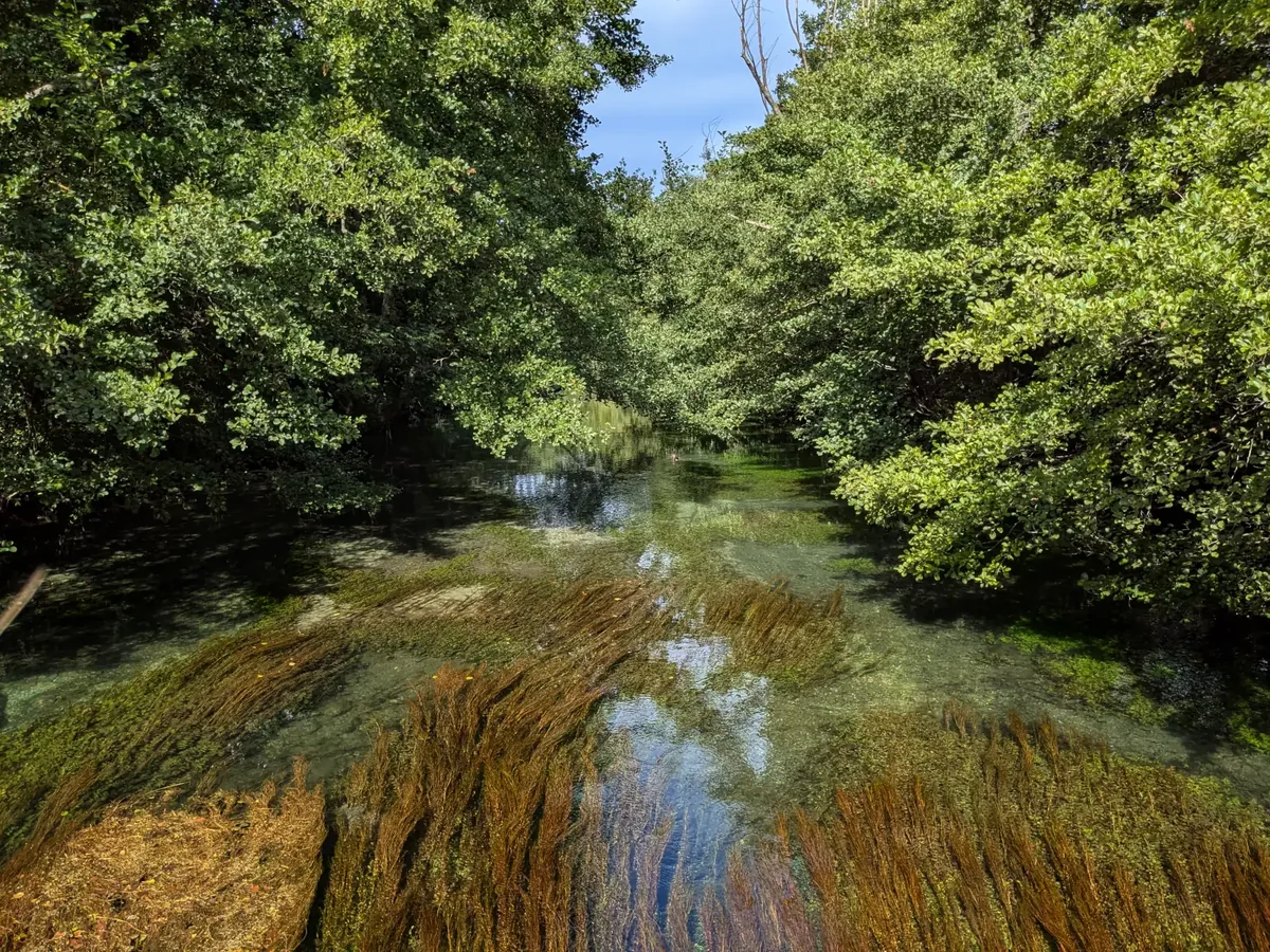 Wasserpflanzen in der Strömung der Sorgue bei L’Isle-sur-la-Sorgue
