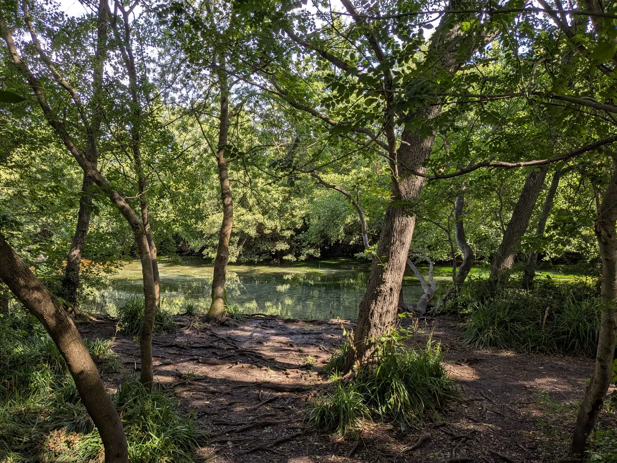 Das Ufer des Partage des Eaux unter hohen Bäumen, das Licht fällt in Flecken auf die festgetretene Erde