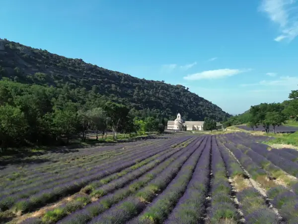 Les lavandes de l'abbaye de Sénanque