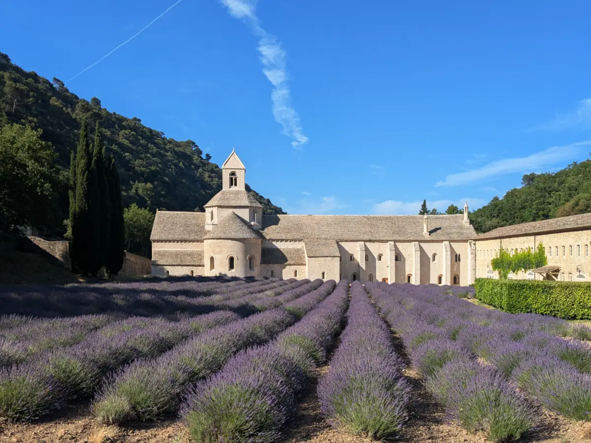 Lavandes devant l'abbaye de Sénanque près de Gordes
