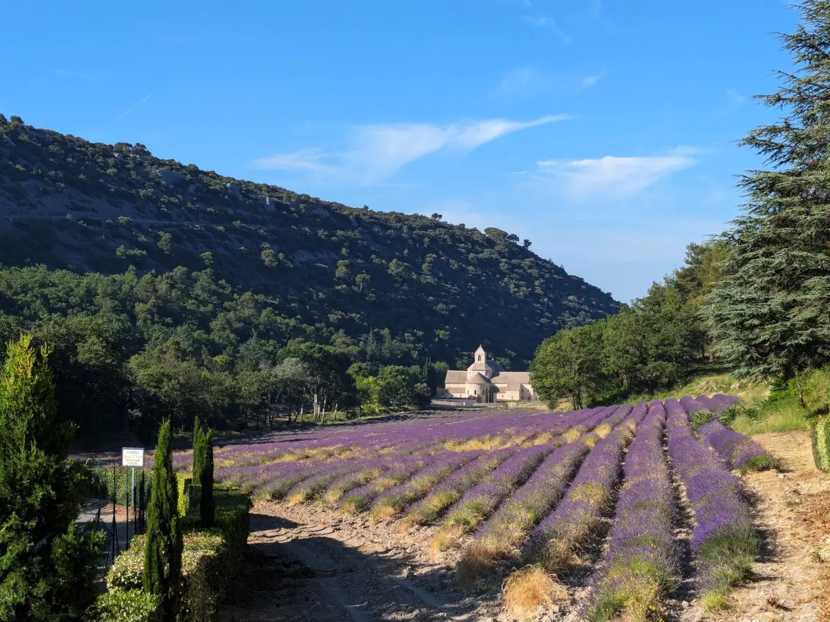 Abbaye de Sénanque vue depuis les lavandes et les cyprès