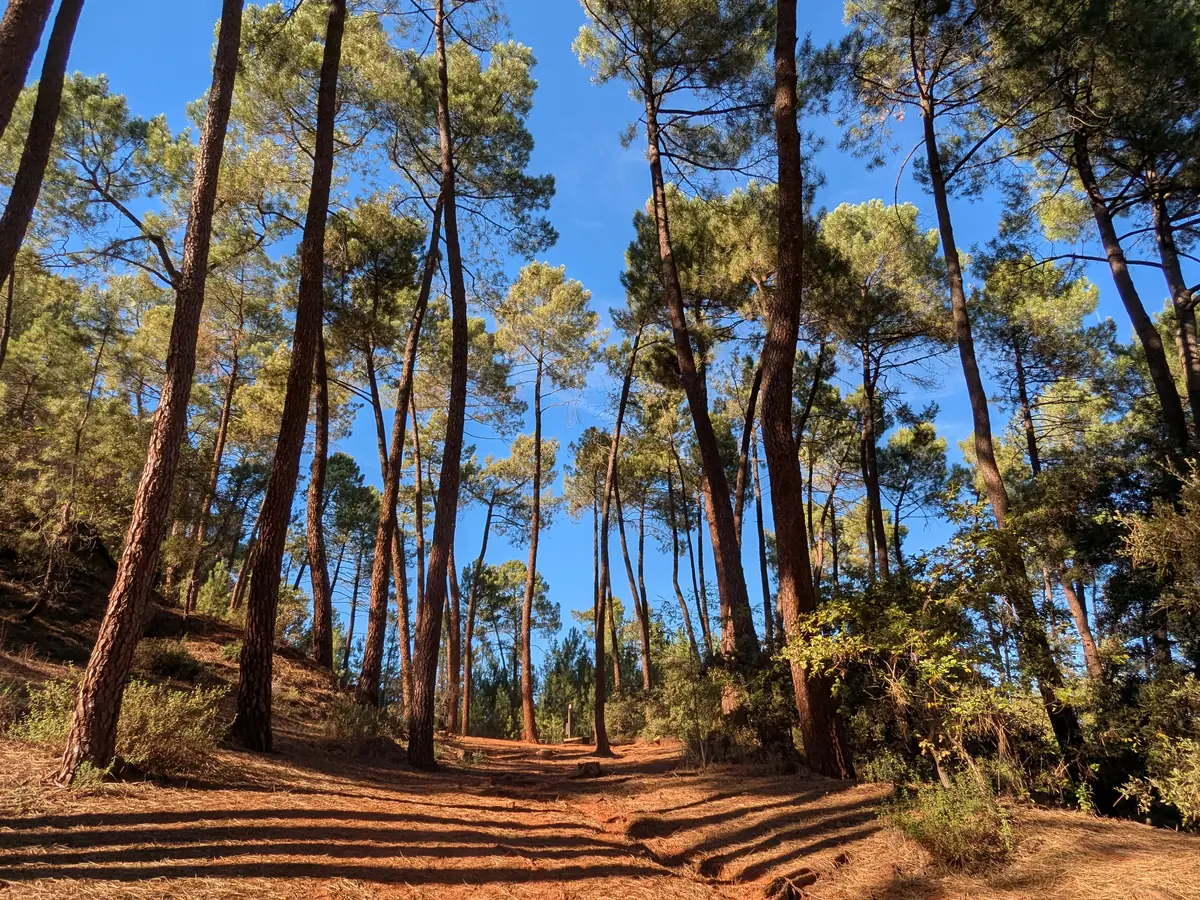 Orange sandy path beneath the pines on the Sentier des Ocres