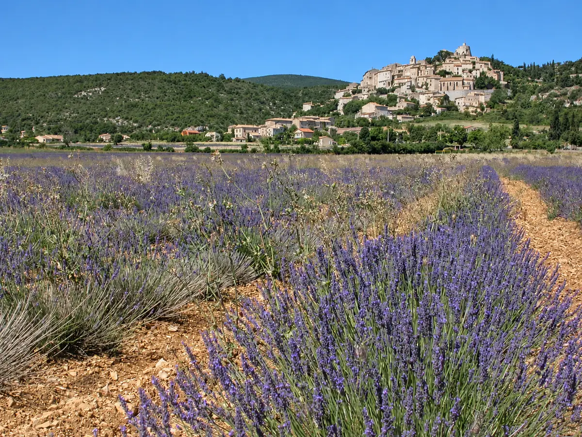 Touffes de lavande au premier plan et village de Simiane-la-Rotonde sur la colline