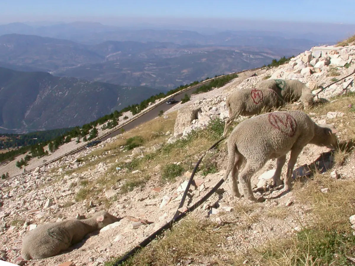 Auf dem Gipfel des Mont Ventoux © VF