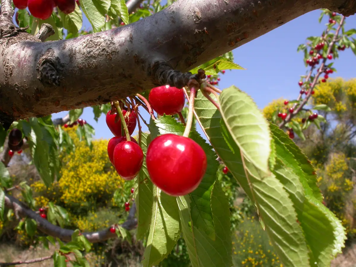 Ciliegie rosse su un ramo, tra le foglie del ciliegio