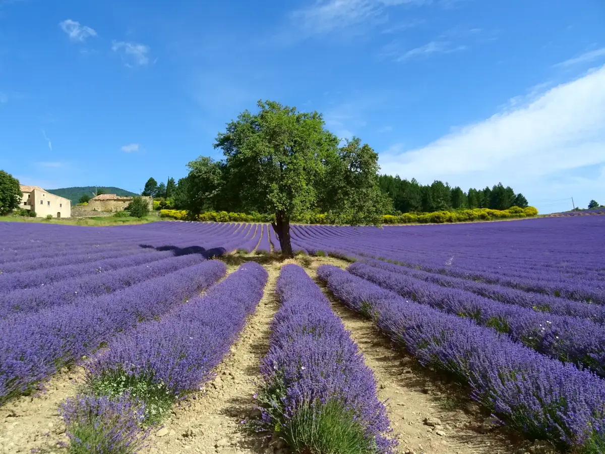 Portal of Guest Houses in Provence