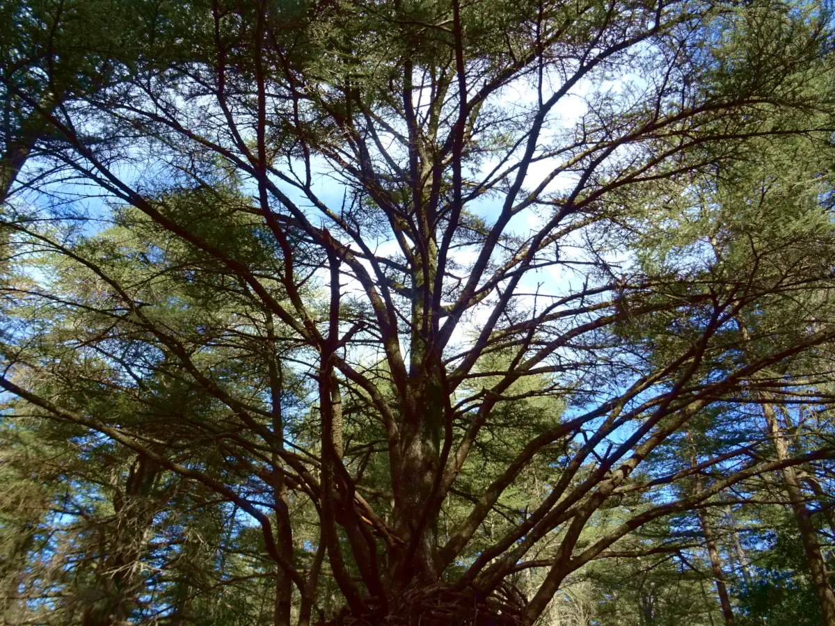 Forêt des Cèdres à Bonnieux en Luberon &copy; VF