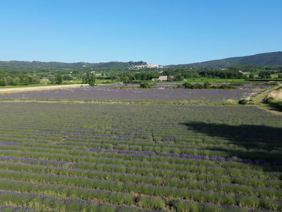 Champs de lavande à Bonnieux en Luberon &copy; VF